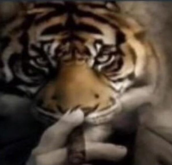 Tiger Smoking